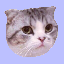 Taylor Swift's Cat MEREDITHLOGO