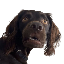 BUDDYLOGO